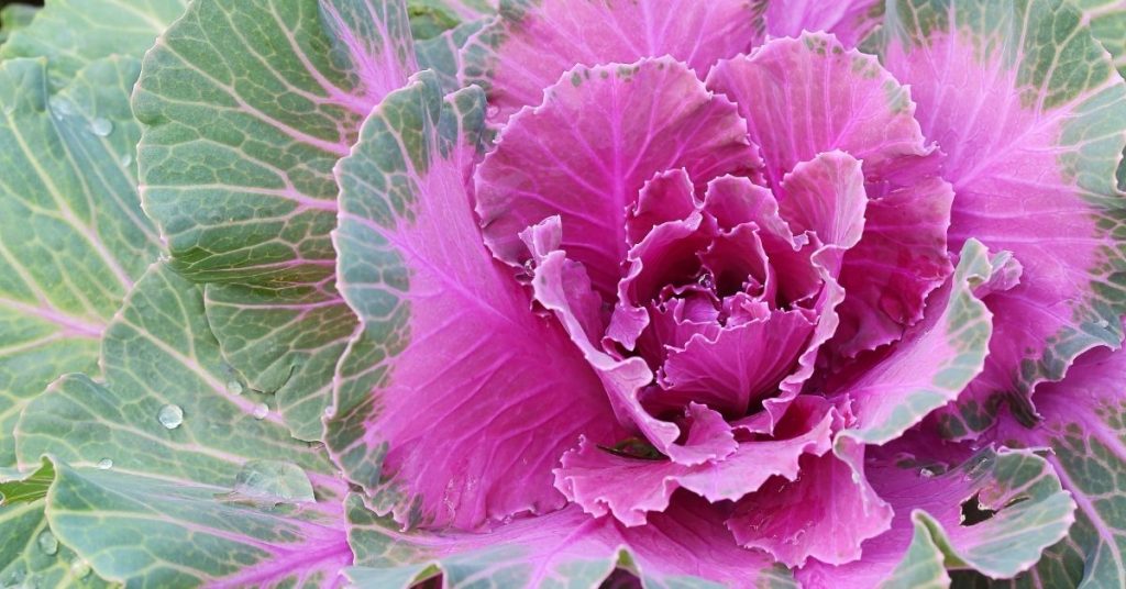12 pink vegetables