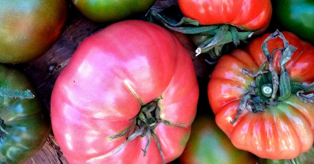 12 pink vegetables