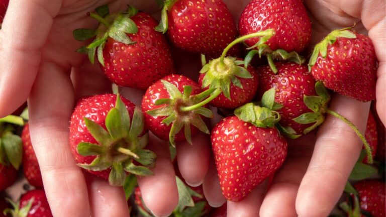 Is Strawberry a Nut or Berry