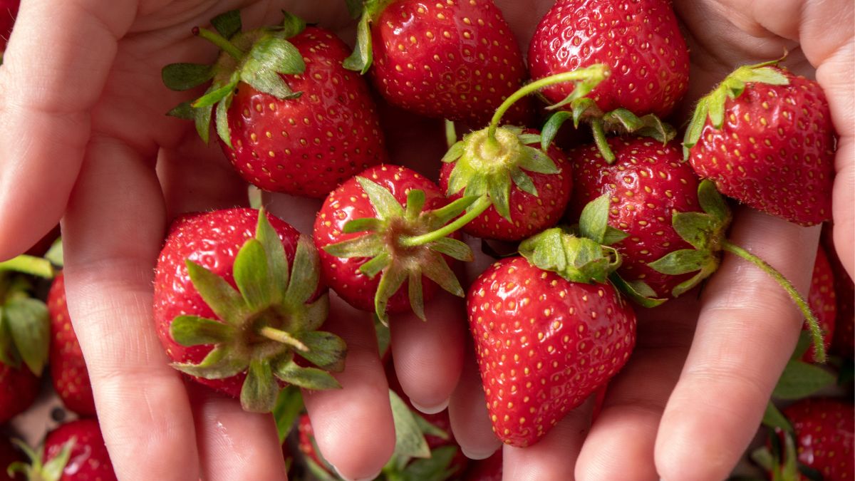 Is Strawberry a Nut or Berry