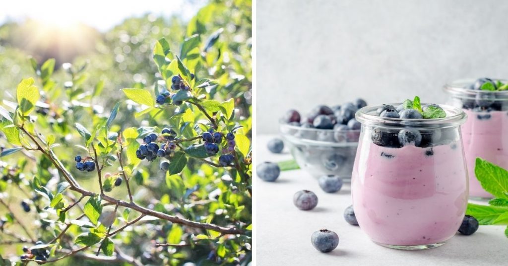 blue fruit