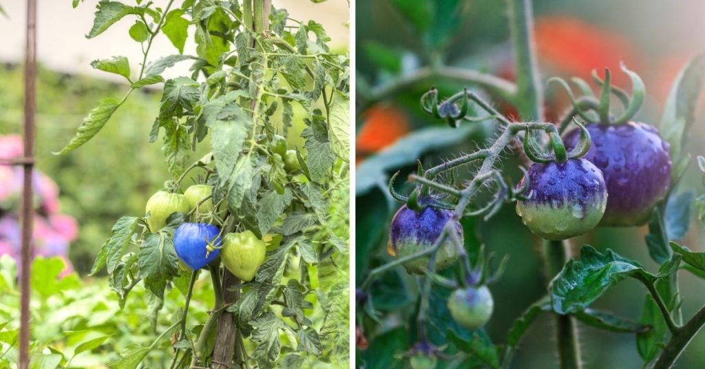 blue vegetables