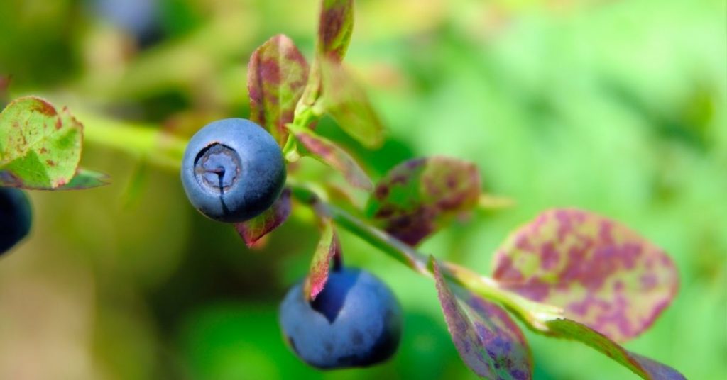 blue fruit 