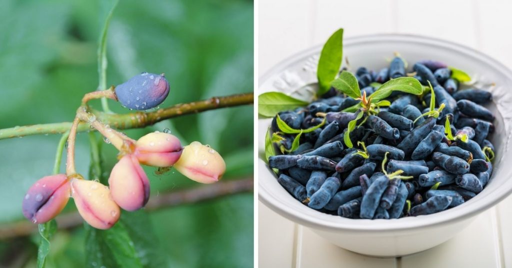 blue fruit