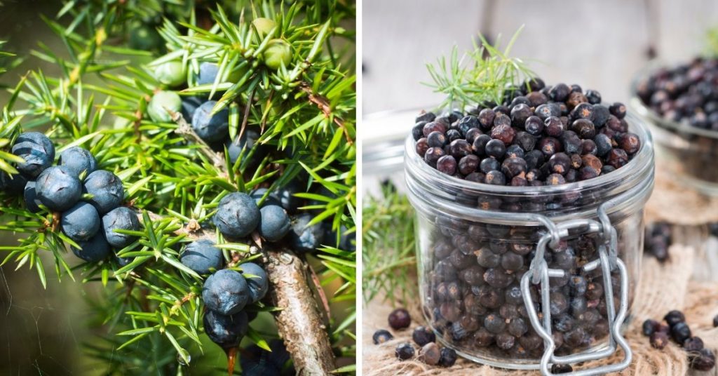 blue fruit 