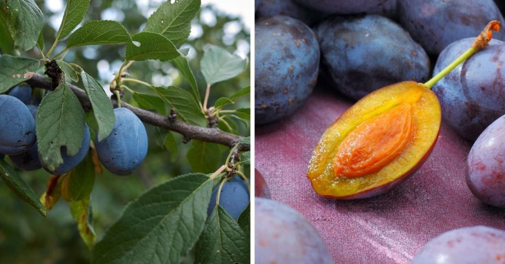 blue fruit 