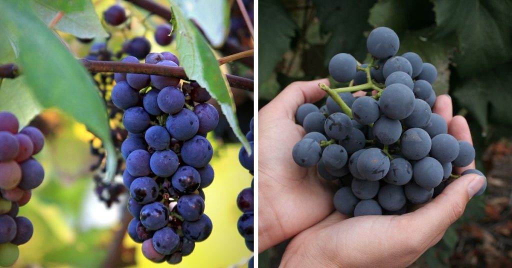 blue fruit