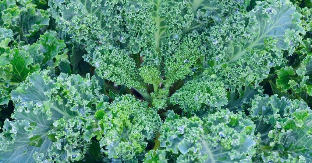 blue vegetables
