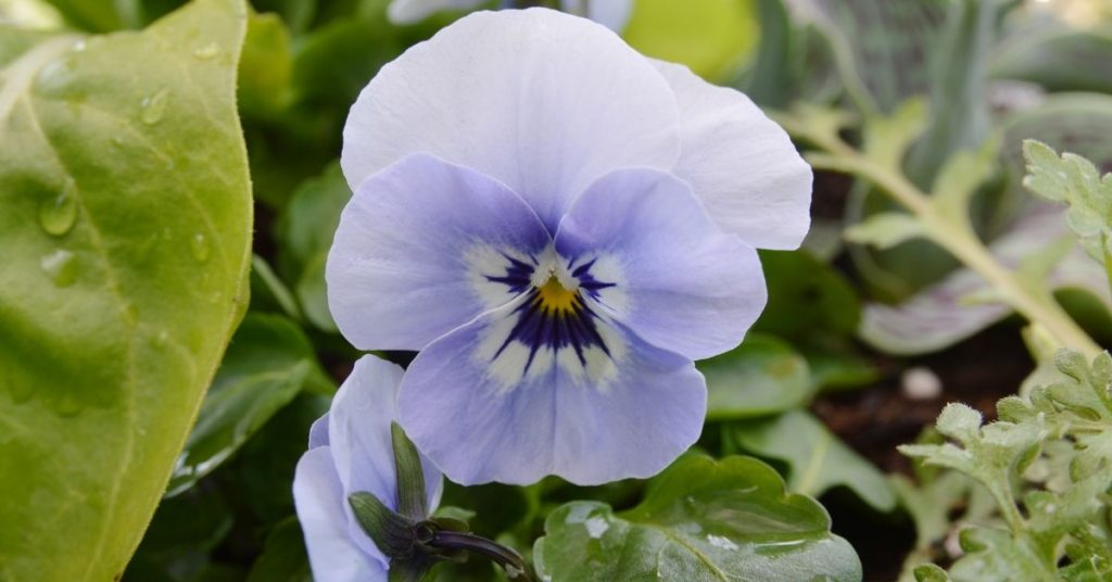 blue vegetables 