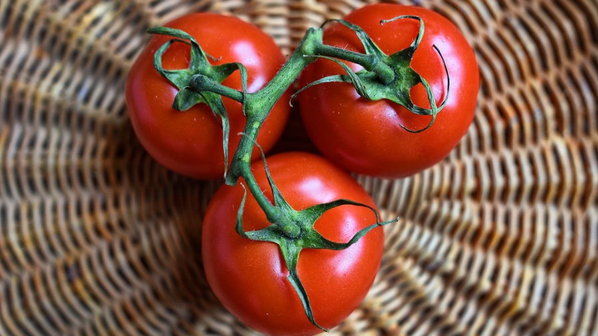 fresh tomatoes