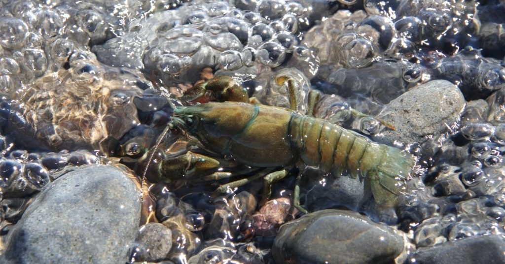 is crawfish seafood