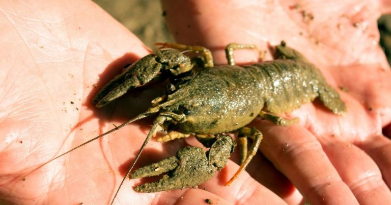 is crawfish seafood