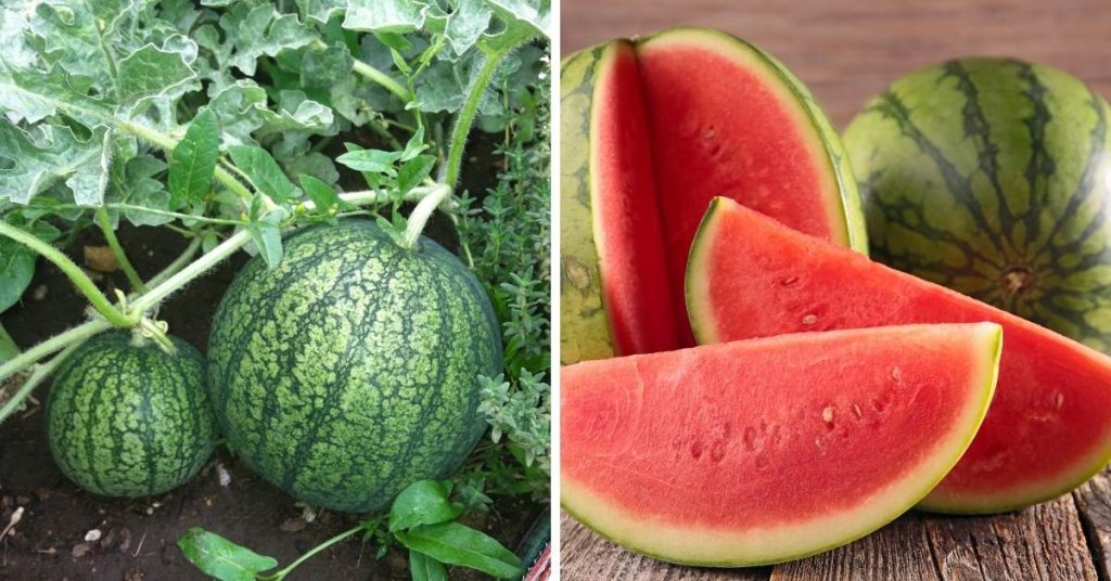 pink fruit