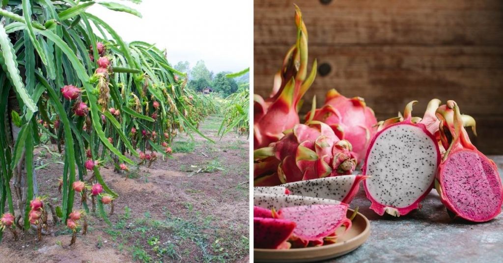 pink fruit
