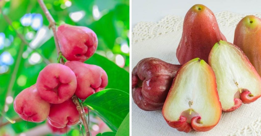 pink fruit