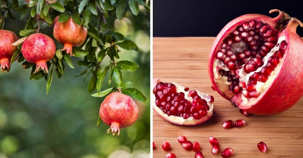pink fruit