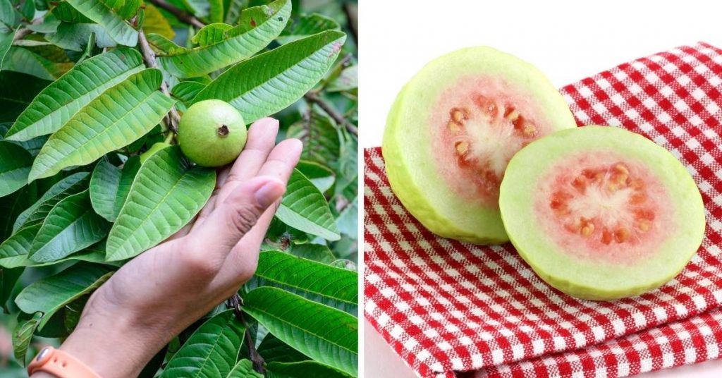 pink fruit