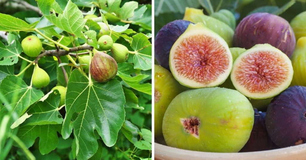 pink fruit