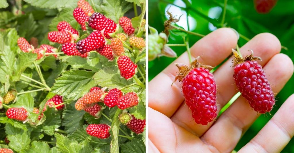 pink fruit