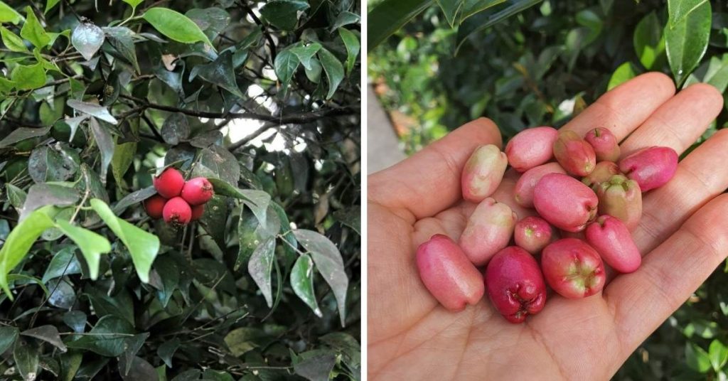 pink fruit
