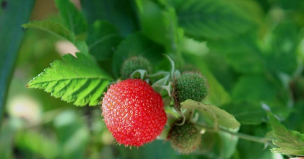 pink fruit