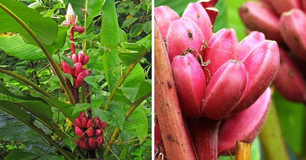 pink fruit