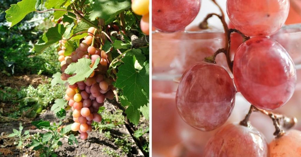 pink fruit