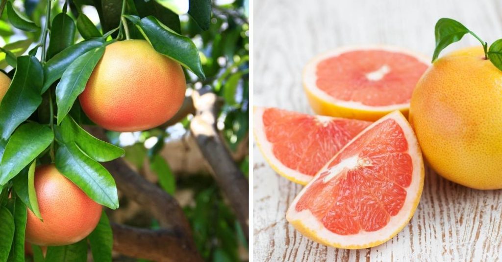pink fruit